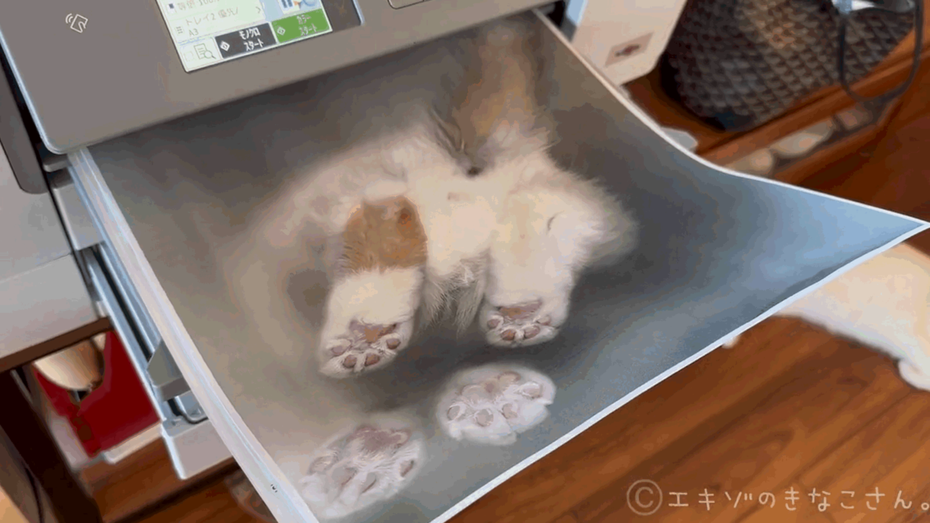 貓咪跳上影印機，主人按下啟動鈕成功印出一張「貓拓」。圖擷自X@miikomaple