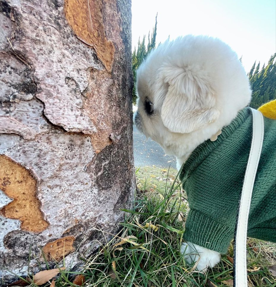 北京狗「Tenten」（てんてん）對著樹木嗅聞，被主人拍下「鼻子消失」的側顏。圖擷自X@Yeti_tenten