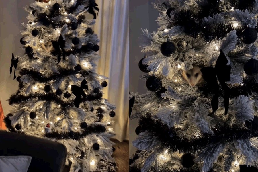 女網友聽見家裡的聖誕樹發出噴嚏聲，一看竟然躲了一隻負鼠。圖擷自Tiktok/@brettbratt359