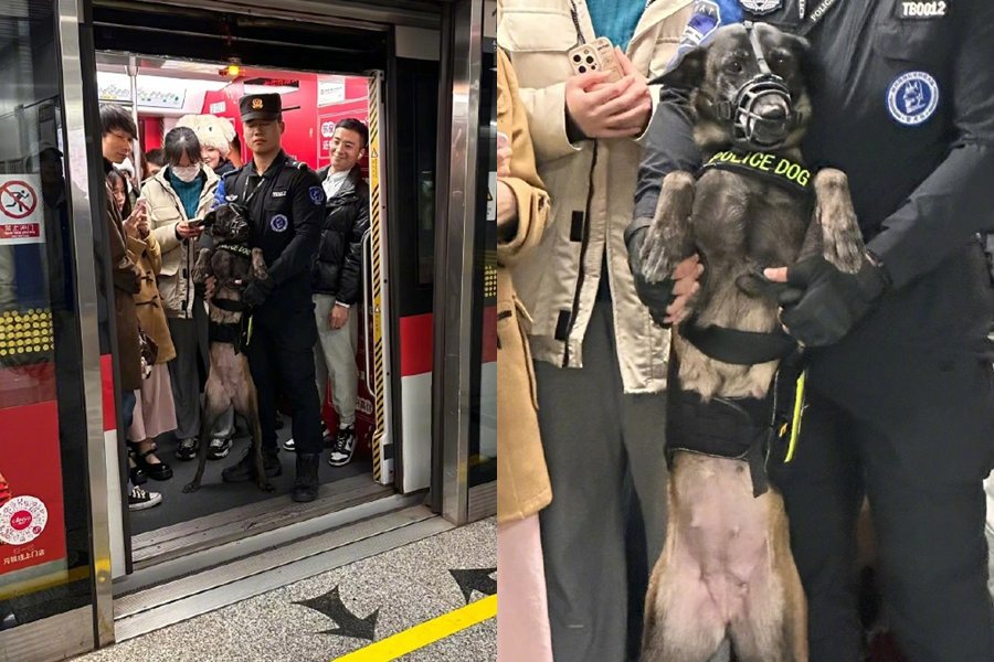有網友拍到警犬跨年搭地鐵趕場。圖擷自微博
