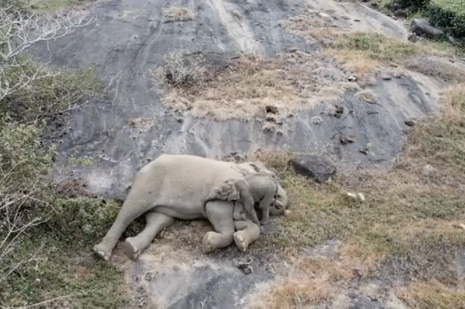 小象緩緩鑽進媽媽懷中，並不斷抬頭「嗅聞蹭蹭」，互動看起來十分親暱。（圖／翻攝自推特 @tnforestdept）