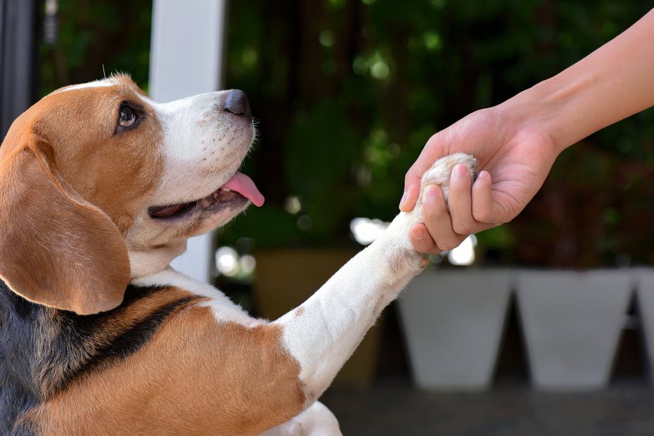 是否應該教你的狗學會握手？ ingimage示意圖
