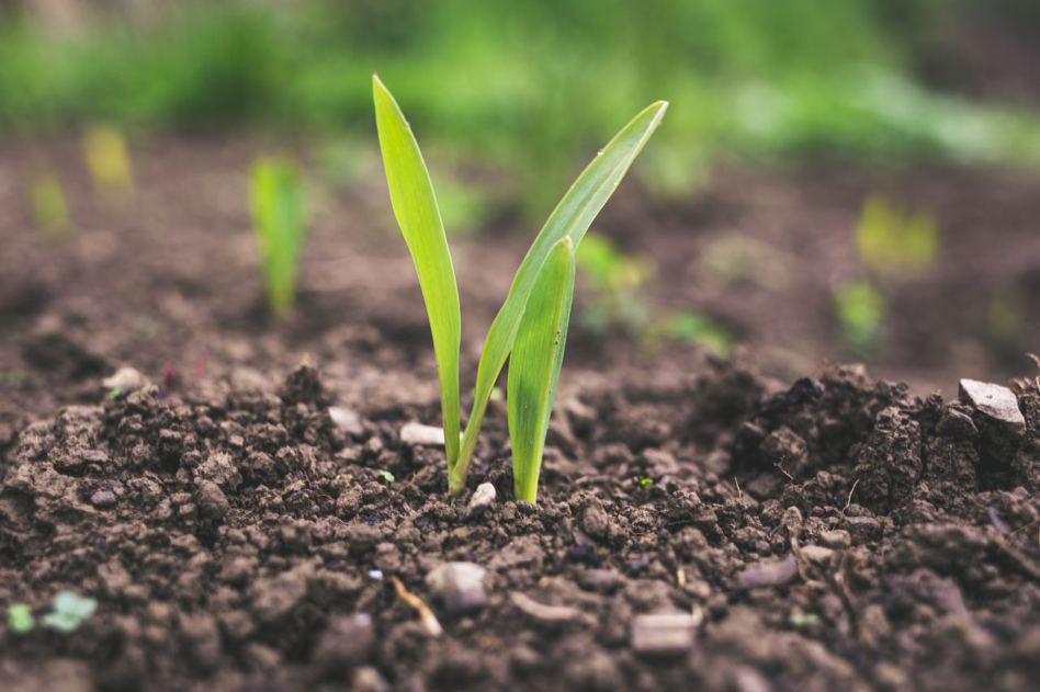台糖今天表示，去年「世界土壤日」加入由綠色消費者基金會與天地和氣公司倡議的「小農種碳」專案計畫，評估蔗園「種碳」的潛力，並建立土壤碳匯的基礎數據，有助於未來申請國際碳權認證或國內自願減量專案。 圖／Unsplash