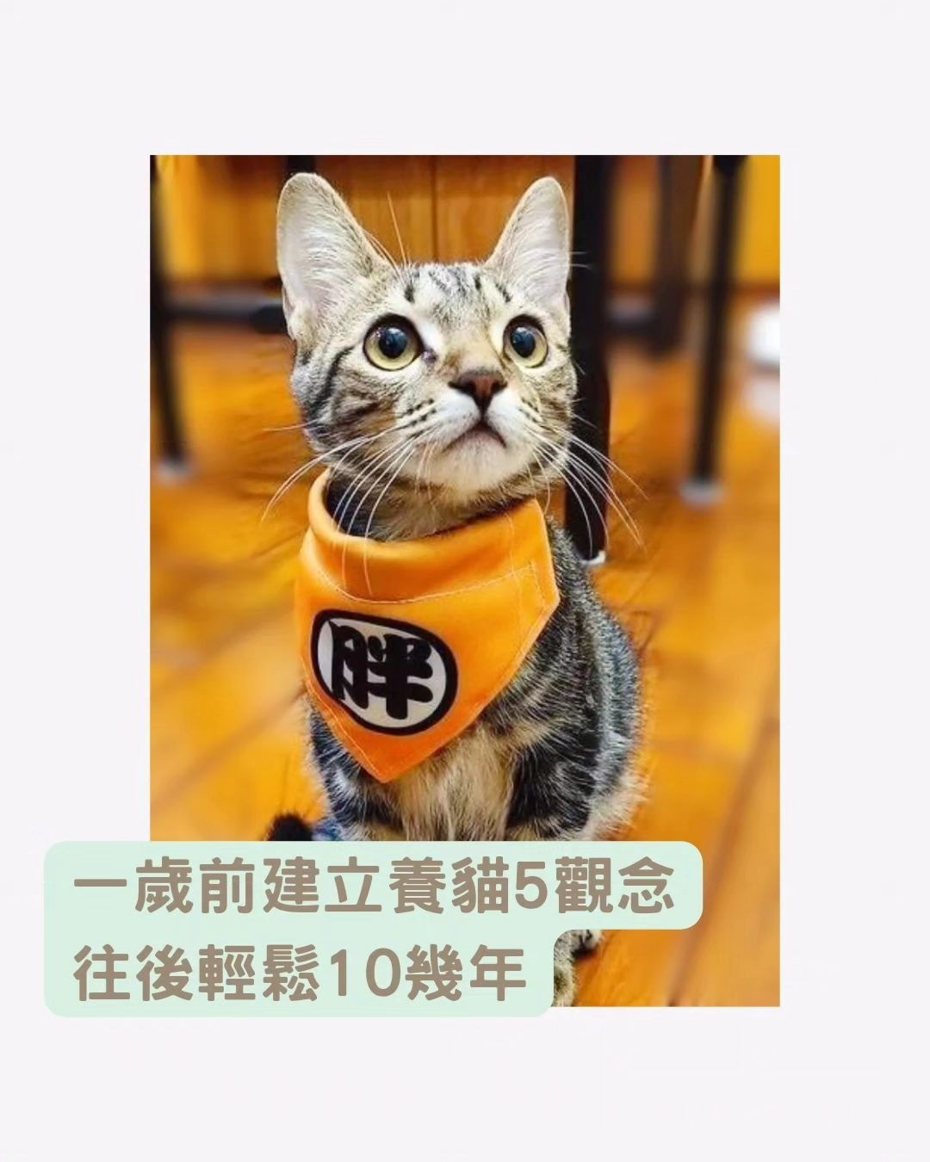 （圖／「RUBY & STACY 貓咪訓練師 | 貓行為諮詢」IG授權提供，未經同意請勿轉載）