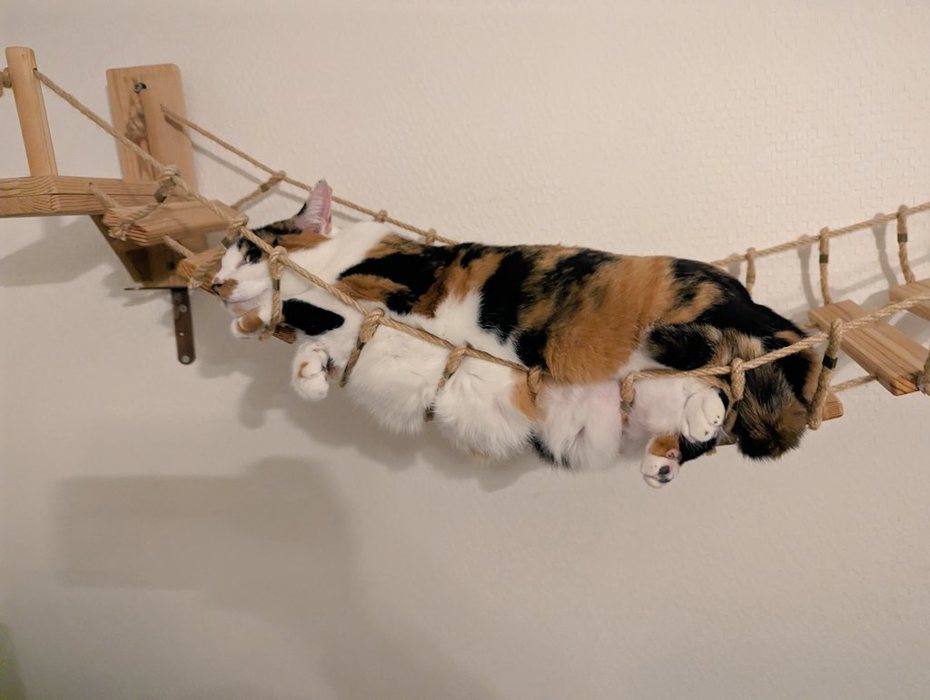 三花貓躺上新的貓吊橋，肚肚肉溢出瞬間變綁壞的叉燒肉。圖擷自X@NekoG_staff