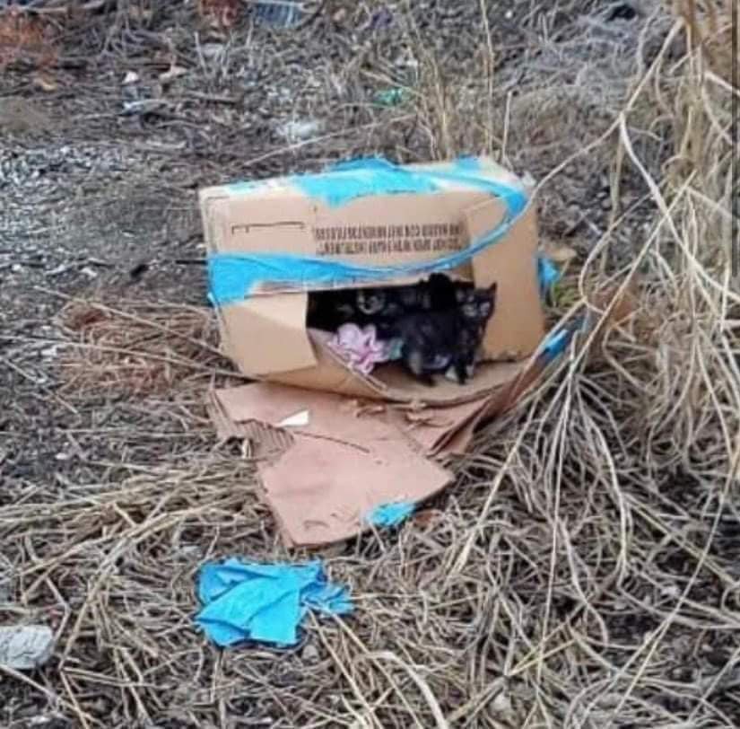 有民眾在鐵軌上撿到紙箱，發現裡頭有5隻剛出生的貓咪。圖擷自臉書StrayHaven