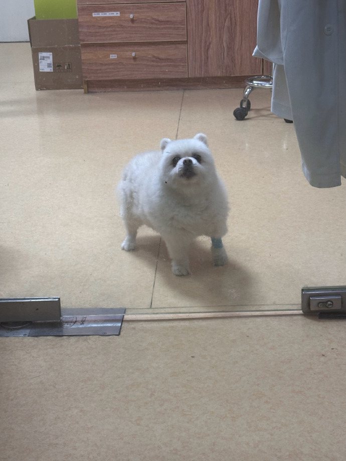 網友遇到一隻18歲的狗狗被送進獸醫院，原因是「娃娃騎到一半暈過去了」。圖擷自微博