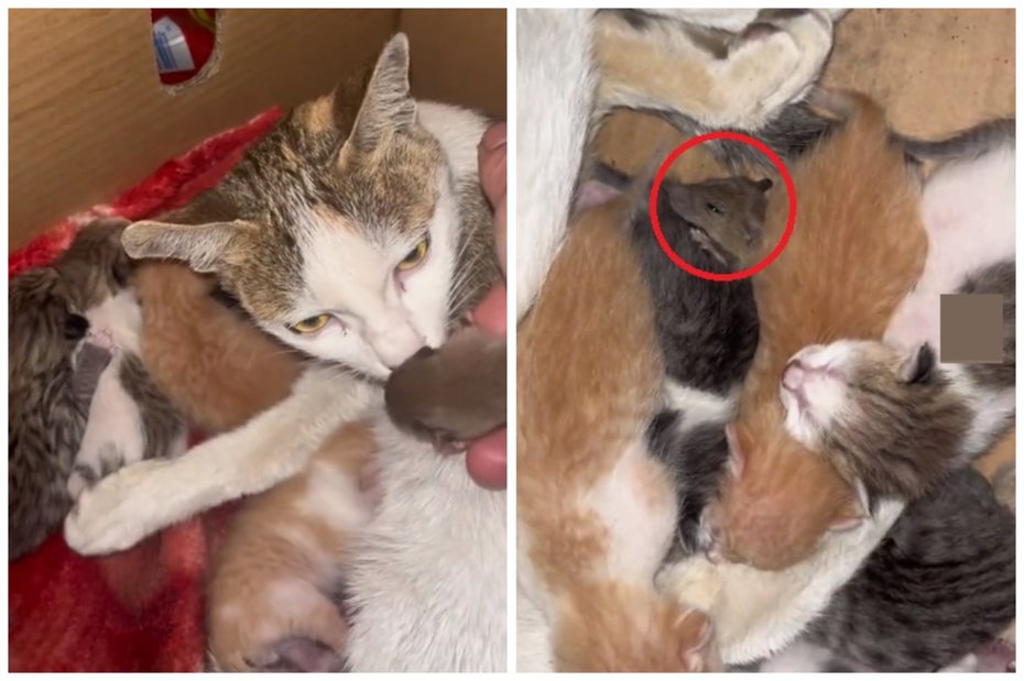 小老鼠混入幼貓窩中給貓媽媽撫養。圖取自微博