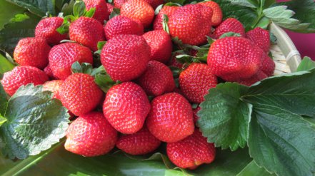 元旦假期正值苗栗縣大湖草莓第一期花盛產。示意圖。本報資料照片