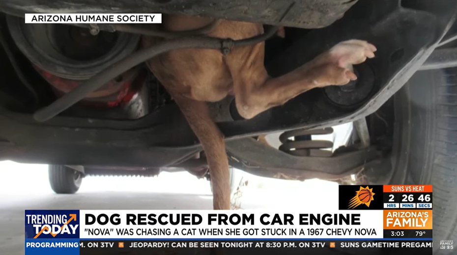 一隻大狗狗受困在引擎室內，讓前來救援的專家看傻眼。圖擷自YouTube/AZFamily | Arizona News