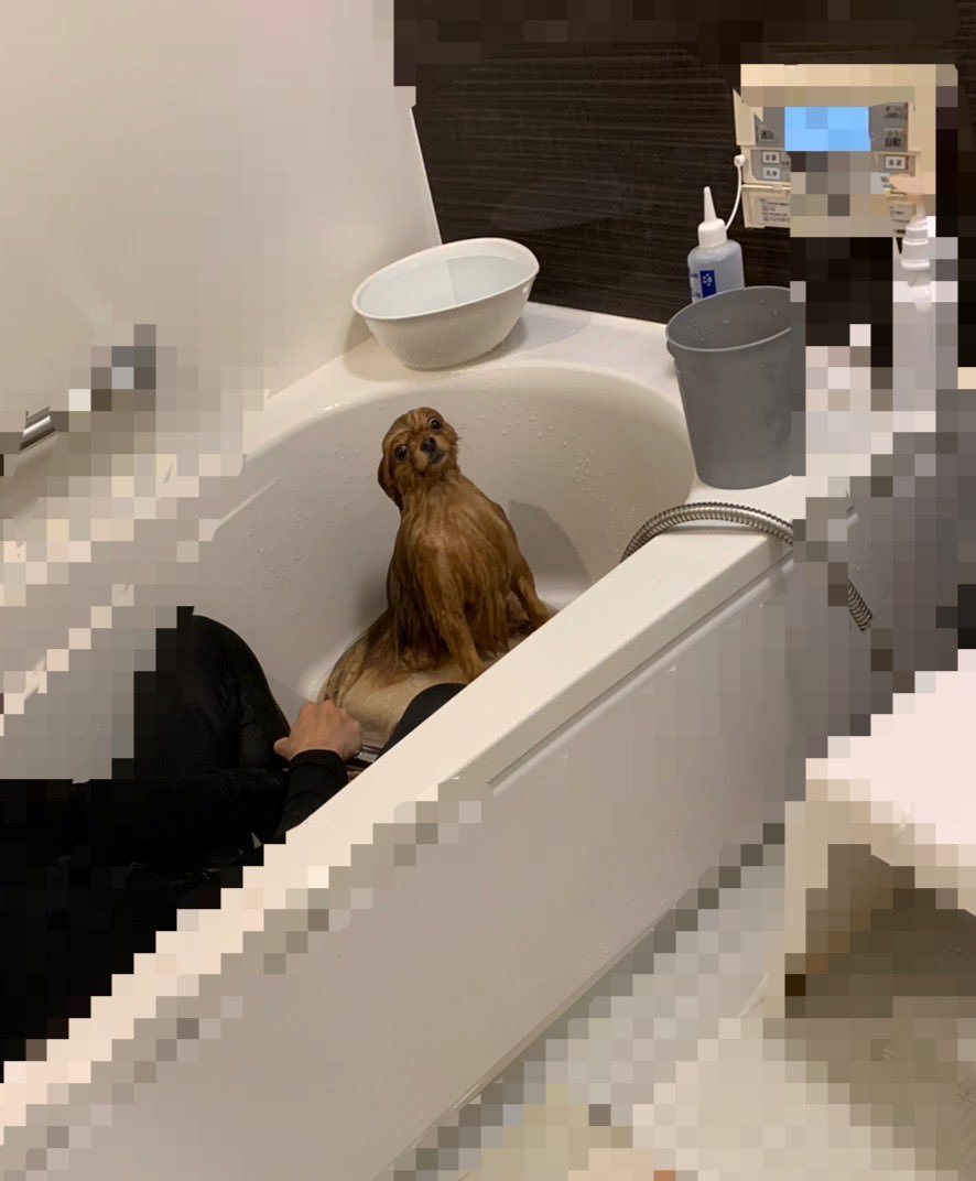 最近在網路上一張爆笑照片瘋傳，一名網友表示自己中的浴缸裡面長出奇怪的蘑菇，結果竟然是自家博美狗洗澡洗到消風，前後反差巨大的模樣讓萬人笑翻。