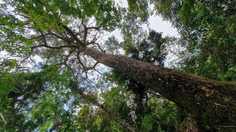 這次採樣中最老的油杉高齡640歲，高約25公尺。 圖／林業署宜蘭分署提供