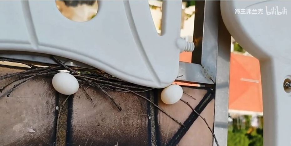 母愛並不是天生的。最近在網路上流傳一段影片，一名網友發現自家堆放雜物的後陽台憑空出現兩顆小鳥蛋，而且還沒砸碎，但附近沒有鳥巢，這讓他感到非常奇怪，後來看到鳥媽媽真身後就直呼這麼隨便的風格不意外。 (圖/取自影片)