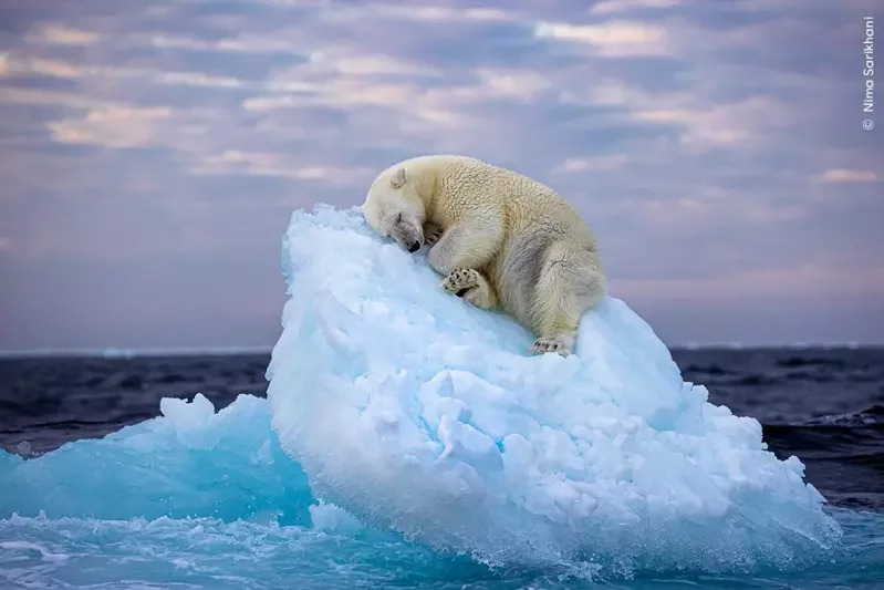 英國業餘攝影師薩里卡尼（Nima Sarikhani）拍下的一張北極熊沉睡漂流冰山上的照片，獲英國自然歷史博物館本屆野生動物攝影師最佳人氣獎。 圖／取自臉書
