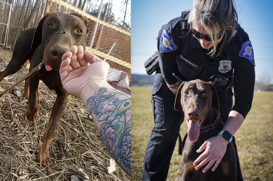 遭到遺棄的杜賓犬嘴巴被緊緊的綁住，被當地民眾發現獨自在路上奔跑。（圖／Facebook South Bend Police Department）