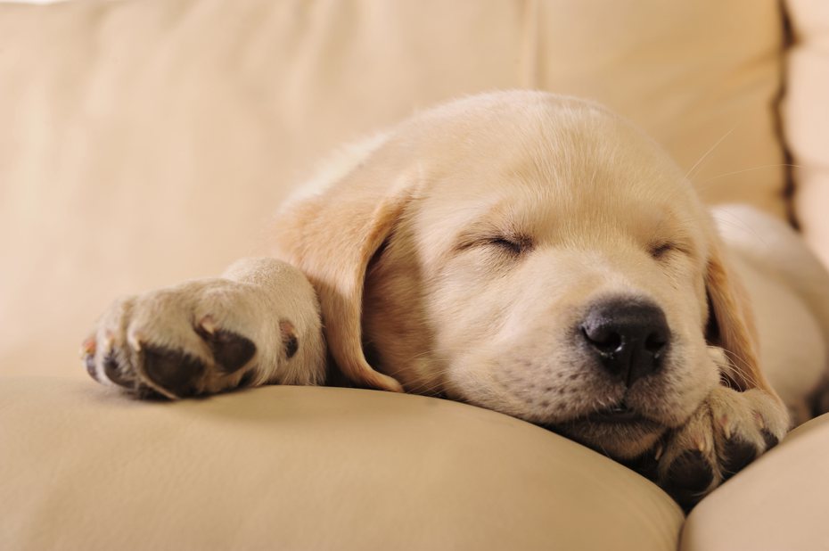 很多飼主常常看到狗狗在睡著後低吠或抖腿，懷疑難道狗也會做夢？ ingimage示意圖