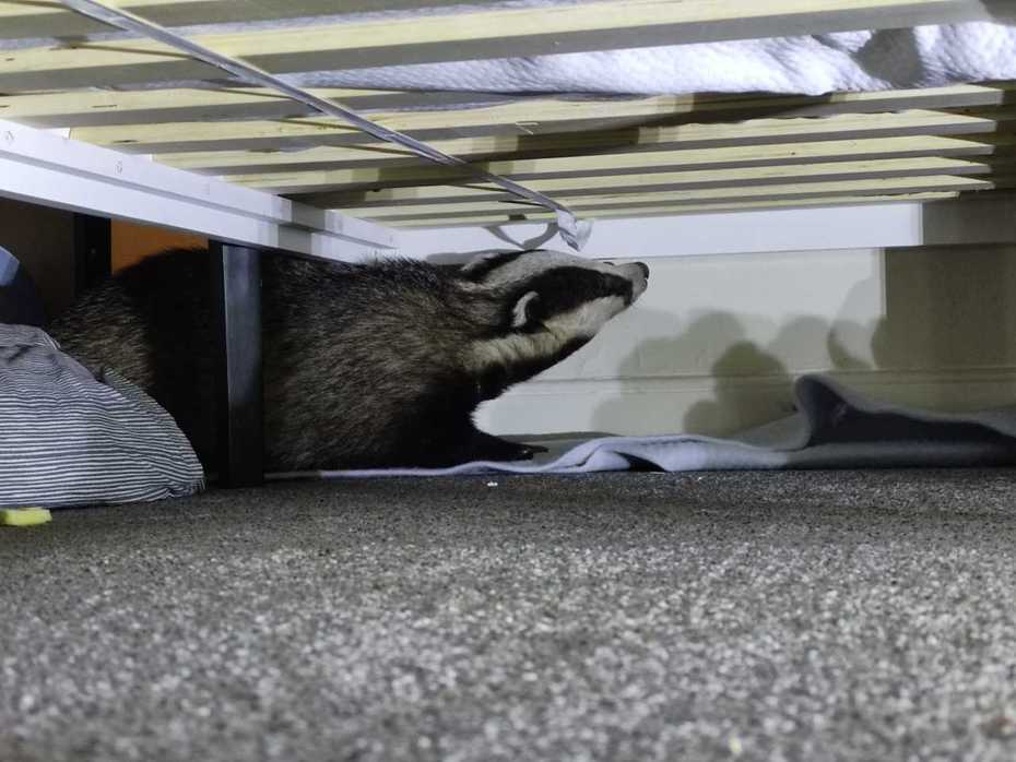 一隻迷路的獾進屋翻箱倒櫃後躲在床底下。圖擷自臉書Badger Trust Isle of Wight