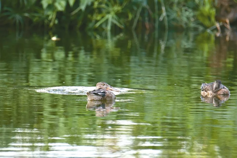 台東太平溪人工濕地野鳥數量逐年增加，琵嘴鴨優游在水面。 圖／台東縣府提供