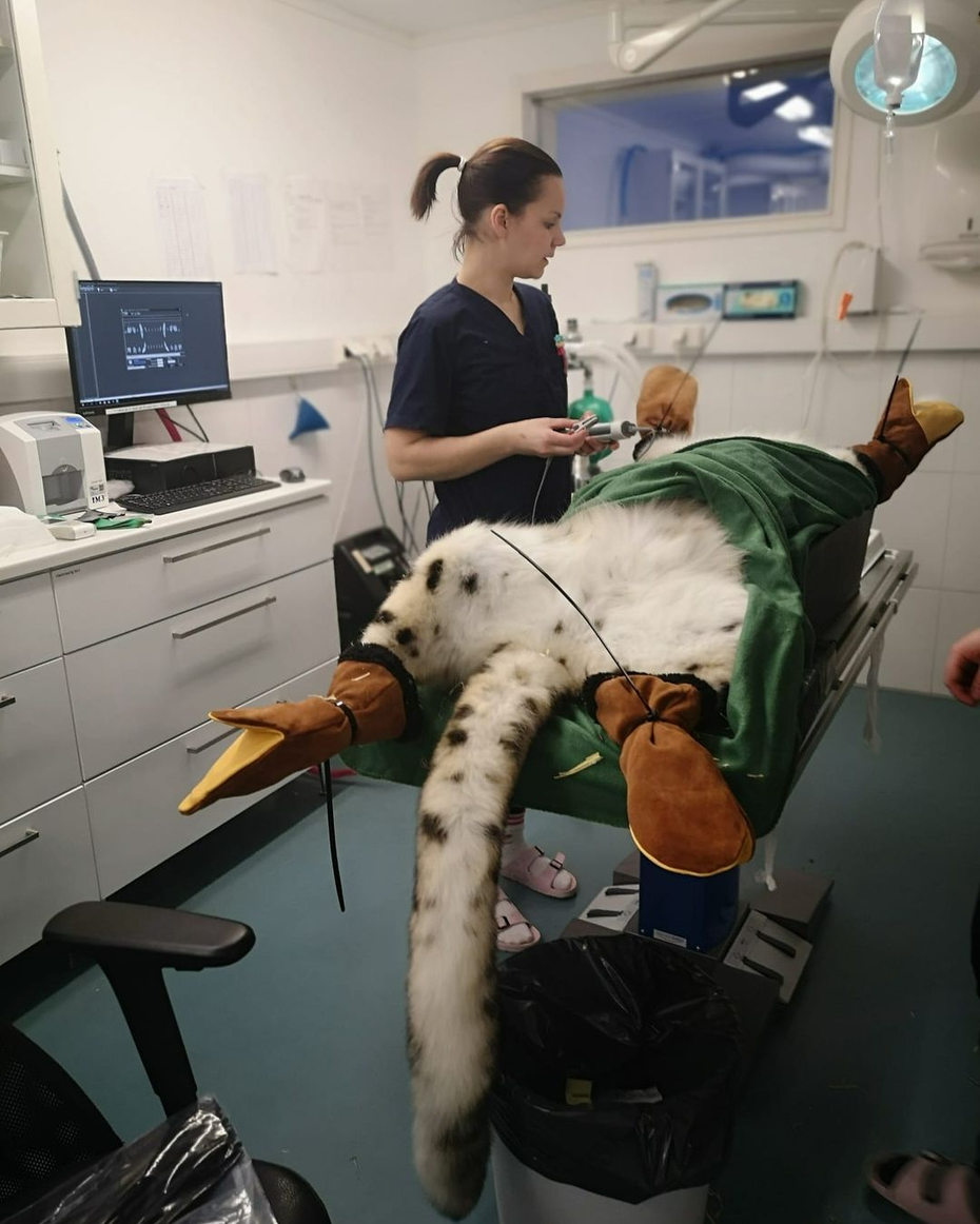 獸醫院來了相當稀有的貴客，這隻巨大的大貓躺在診療台上乖乖接受獸醫的口腔檢查，只見大貓四腳朝天、四肢都套上了烘焙手套，露出毛茸茸肚肚的模樣十分爆笑。圖擷自IG