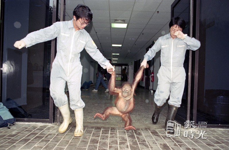 1990年海關在台中緝私查獲的10隻紅毛猩猩，廿八日終於結束了流落台灣的日子，在動物保育員的牽引下，搭乘華航C671班機返回印尼老家。 圖／聯合報系資料照／1990/11/28林興徽攝影