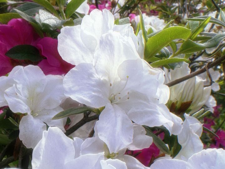 ▲雪白色的朵朵花兒在濃綠的樹叢中襯托得更加燦爛。　圖：新北市政府高灘地工程管理處／提供
