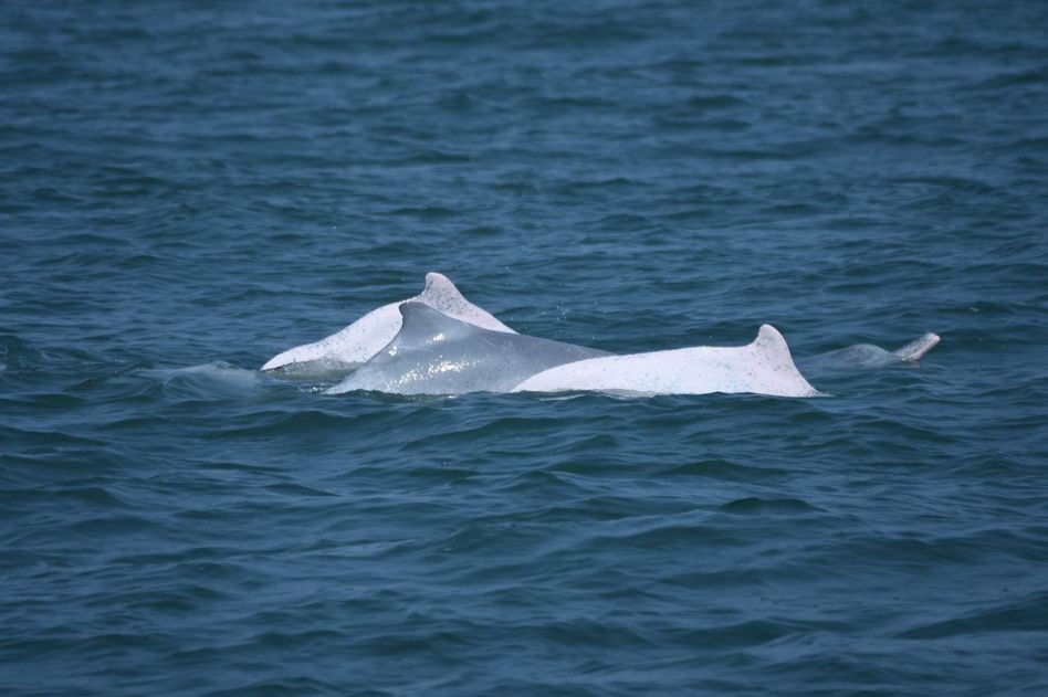 白海豚。 圖／海保署提供
