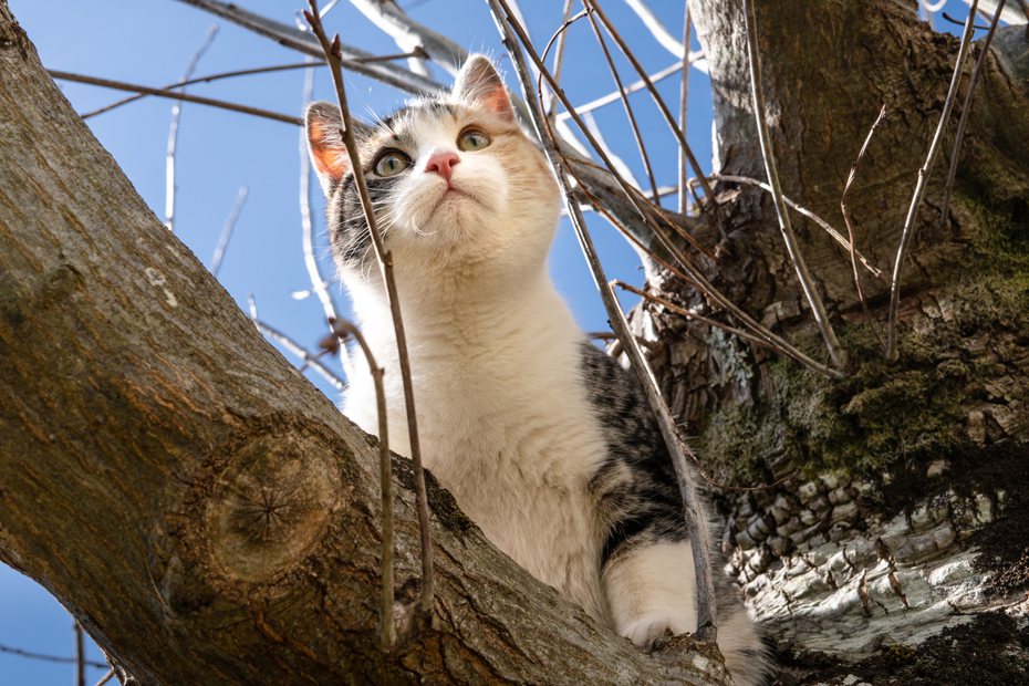 許多貓咪會受困在高處的原因，通常就是因為不小心爬太高，害怕到不敢跳下來。 ingimage示意圖