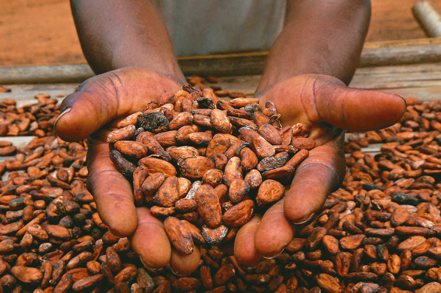 可可豆主要產地迦納浮現資金危機，造成全球供給短缺，促使可可期貨價格漲破每噸1萬美元。 （路透）