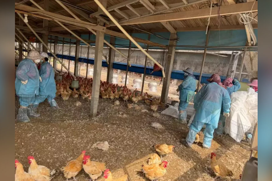 雲林縣今天再添一土雞場確診H5N1亞型高病原性禽流感，雲林縣動植物防疫所表示，這是今年至今第15場確診禽流感的禽場，今已完成撲殺2萬3571隻50日齡的紅羽土雞。 圖／雲林縣政府提供