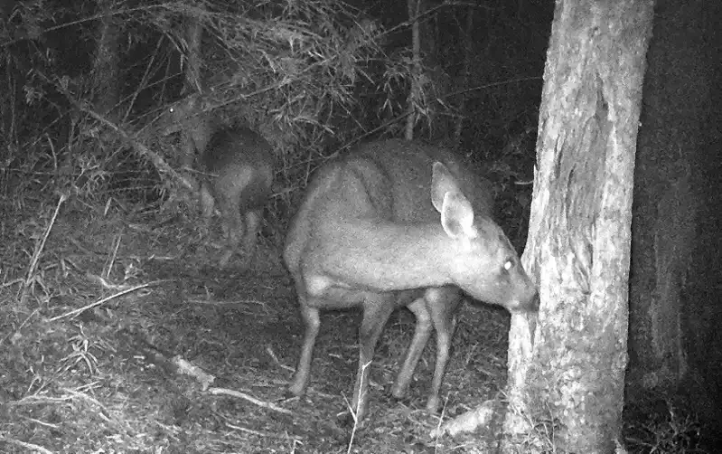 玉山國家公園經調查發現，目前已知公母水鹿都會啃食樹皮。 圖／玉管處提供