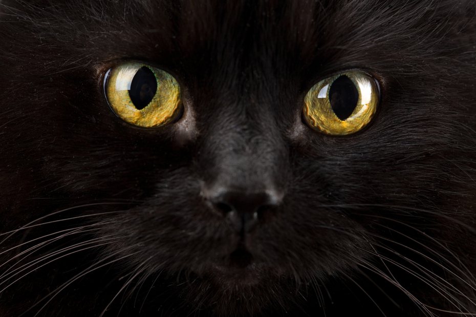 很多人領養貓咪時會刻意避開黑貓，因為在台灣有老一輩認為養黑貓很不吉利，但是在日本，傳說當黑貓來到你家時會帶來好運，甚至有人說黑貓可以招財、避邪、招桃花。 ingimage示意圖