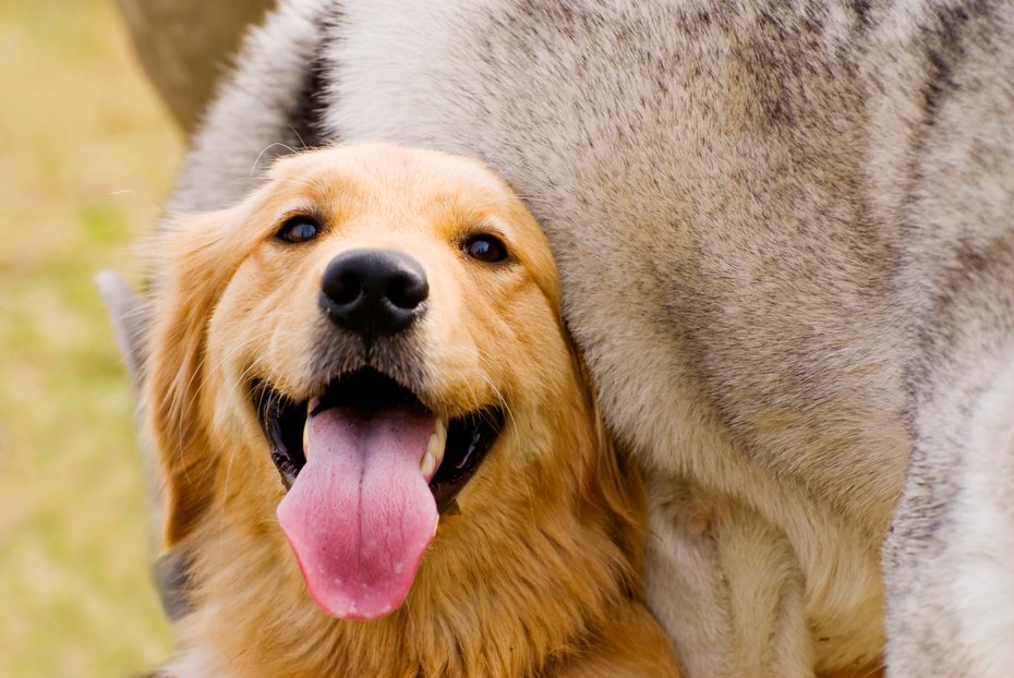 如果你發現愛犬在日常生活中常常出現7種舉動，很有可能牠們正深深愛著你，而且是「超級愛」！ ingimage示意圖