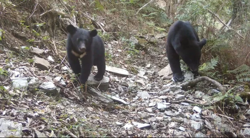 紅外線自動相機拍攝到母熊帶著小熊。 圖／林業保育署花蓮分署提供