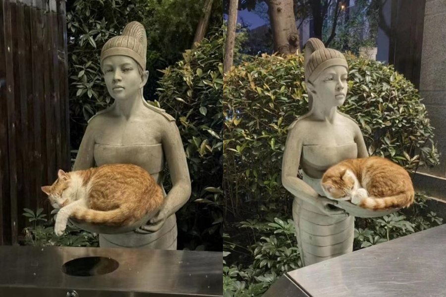 有網友拍下橘白貓躺在雕像手上睡覺的模樣，意外在網路上爆紅。圖擷自微博