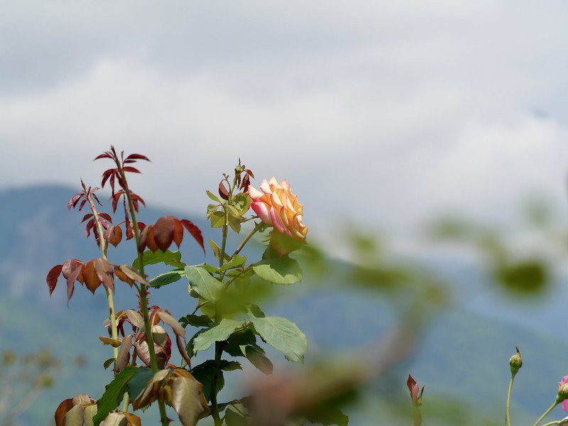 🔺玫瑰花以山為背景的角度欣賞，漂亮！