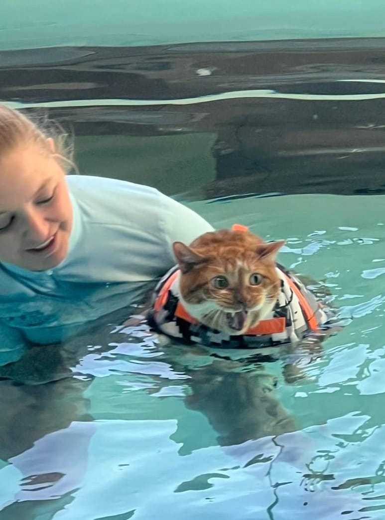 橘貓泰剛上水療課時不停抱怨，但現在已經成為一名游泳健將。圖擷自臉書Canine Aquatic Center