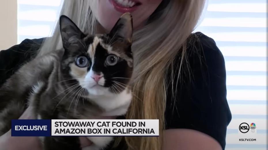 美國猶他州三花貓加利那鑽進主人準備退貨的亞馬遜箱子從此失蹤，主人發出廣大協尋，瘋狂找貓將近一周後，意外接到電話表示小貓竟在距離住家約將近1046公里遠的加州。圖／取自YouTube