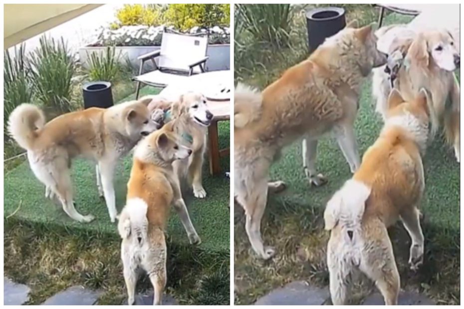 黃金獵犬偶然接觸兩隻秋田犬，本以為對方是來交朋友有點開心。圖擷自抖音