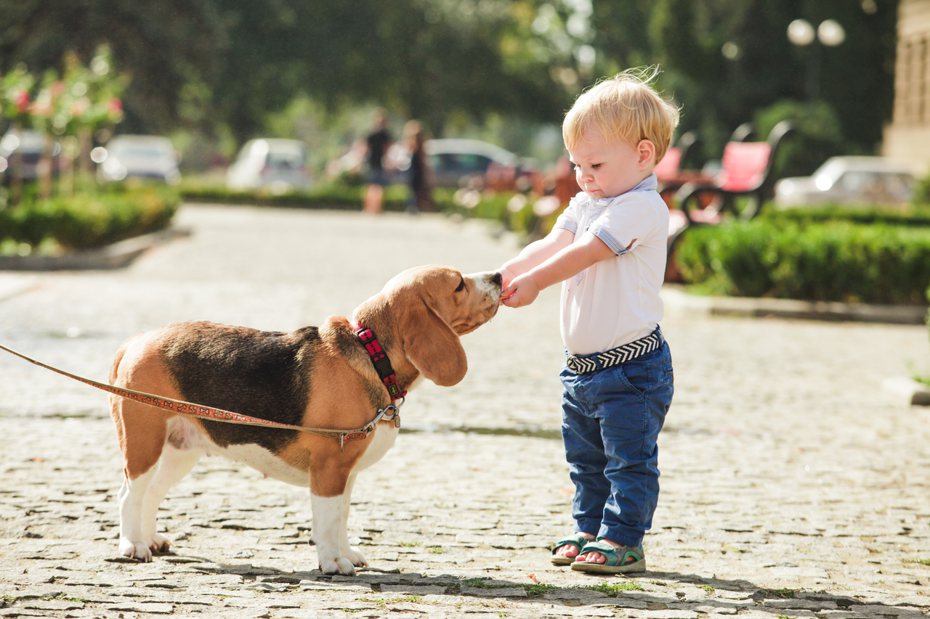 狗狗在散步時如果能夠適度接觸其他人與狗狗，不但可以學習社交技巧，有助於社會化，還能因為受到良好的刺激而緩解壓力、防止老化。 ingimage示意圖