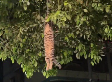 貓咪貪玩爬樹被吊在樹上。圖擷自微博
