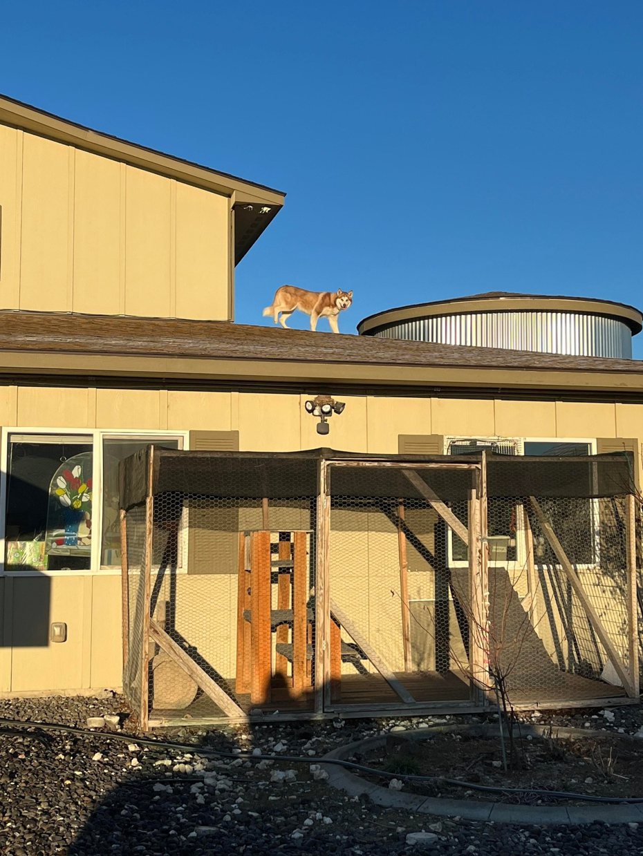 哈士奇「露娜」突破收容所層層關卡，偷偷爬上屋頂看風景。圖擷自臉書Adams County Pet Rescue