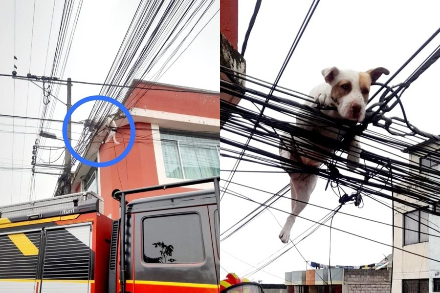 厄瓜多一隻狗狗因為追蝴蝶追到忘我，竟然跳出屋頂直接卡在電線上。圖擷自臉書/Cuerpo de Bomberos del Distrito Metropolitano de Quito