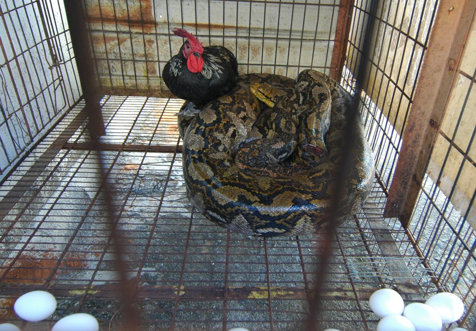 泰國一處民宅遭巨蟒潛伏數月，家裡養的8隻幼貓都失蹤了。示意圖，非當事蟒蛇。聯合報系資料照