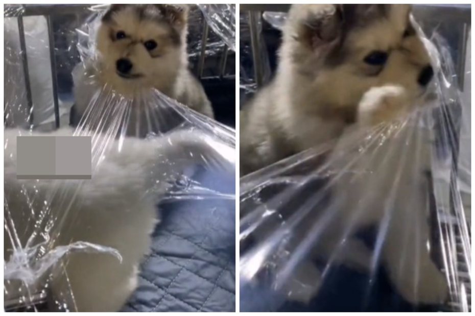 寵物店賣的阿拉斯加幼犬在撕咬保鮮膜。圖取自微博