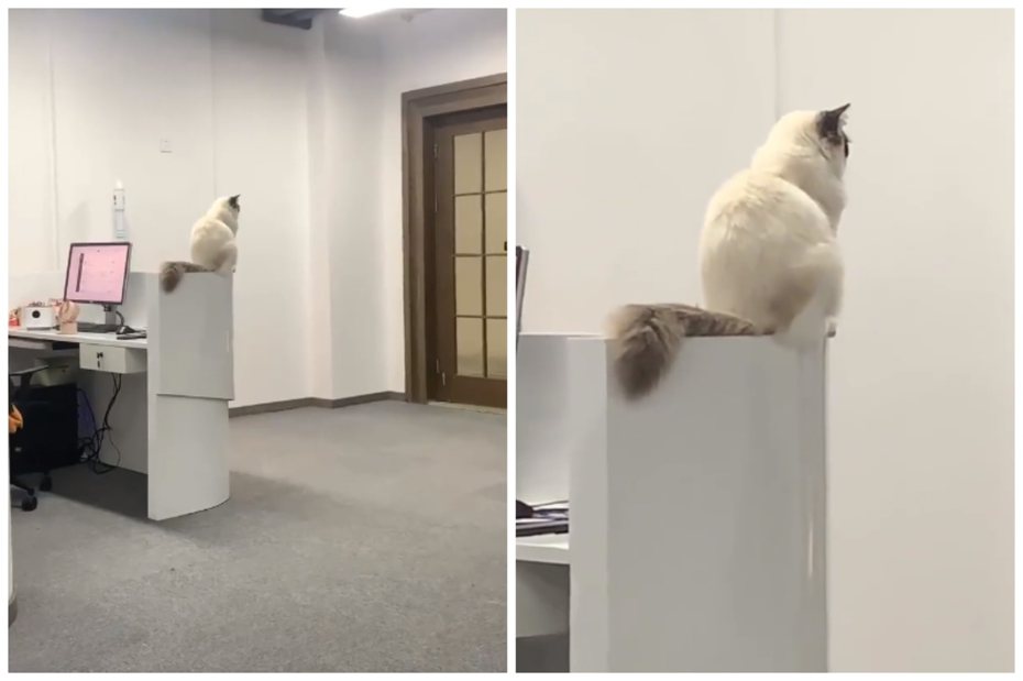 布偶貓在辦公室當招財貓。圖取自小紅書