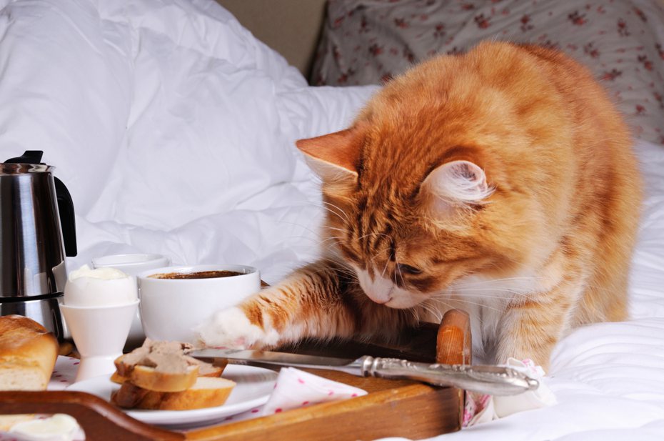 麵包含有鹽、糖和奶油等成分，長期當成主食餵貓咪吃，不僅會導致貓咪營養不良，還會對貓的腎臟造成負擔。 ingimage示意圖