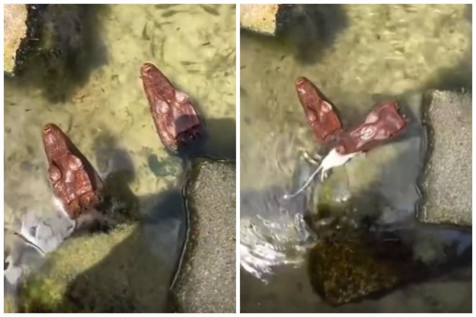 鱷魚感覺只有一顆頭在水面上。圖取自微博
