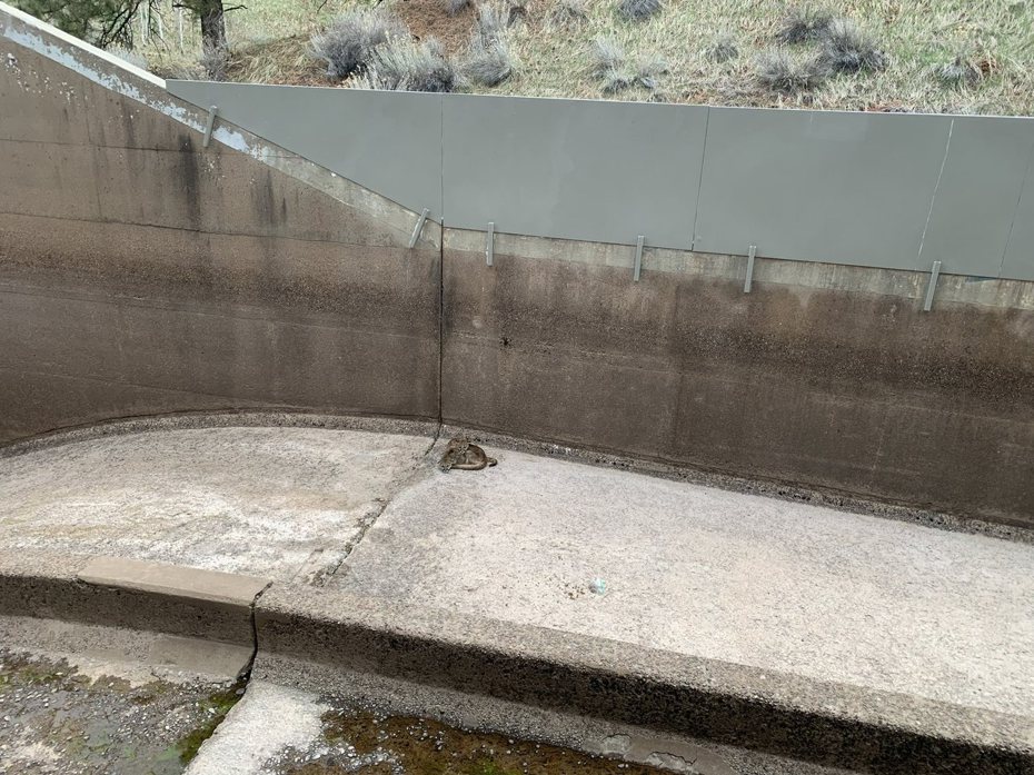 美國科羅拉多州一名水壩操作員，某天準備替水壩洩洪時，赫然發現遠處的混凝土牆下方躲著兩隻小山獅。圖擷自X@CPW_SW