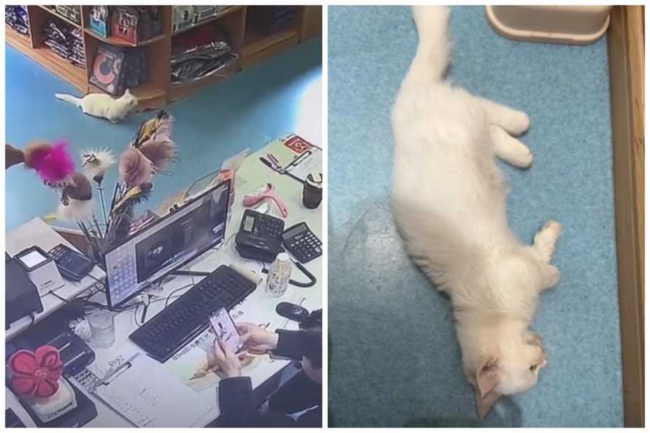 動物醫院突然闖入一隻病重的白貓，一進入櫃台就倒下。圖取自抖音