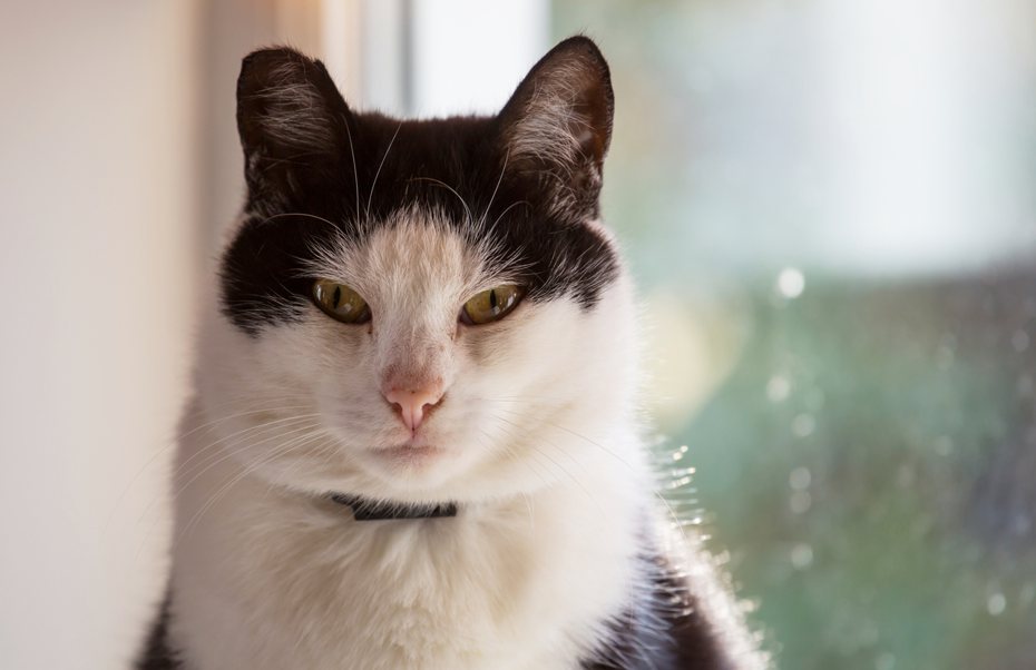 你有看過家裡的貓咪皺眉頭嗎？牠是生氣了嗎？還是很焦慮？有些飼主看到可能會很擔心。 ingimage示意圖